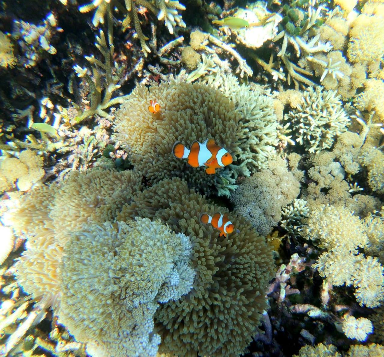 Kampung Meno Bungalows Gili Meno Eksteriør bilde
